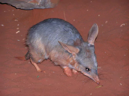 Animal bilby HD Desktop Wallpaper | Background Image
