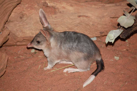 Bilby on red sandy ground beside rocks and eucalyptus leaves — 2K Quad HD PC desktop wallpaper/background