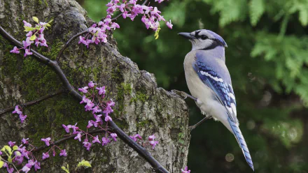 A blue jay perched beside vibrant pink flowers against a textured tree trunk, creating a striking nature scene in this HD desktop wallpaper.