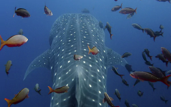 A stunning HD wallpaper featuring a majestic whale shark surrounded by colorful fish, swimming gracefully in the deep blue ocean.