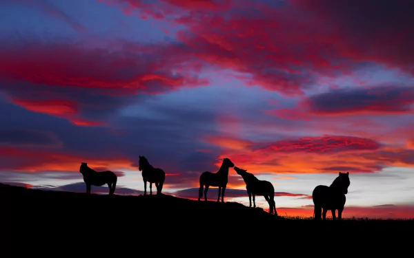High-definition desktop wallpaper featuring the silhouette of horses on a hill with a vibrant red and purple sunset sky in the background.