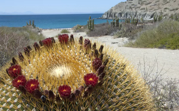 nature cactus HD Desktop Wallpaper | Background Image