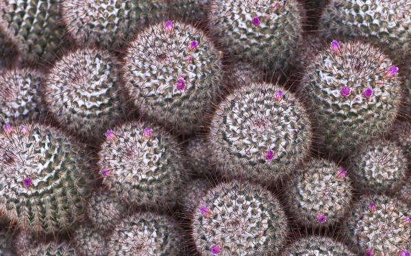 nature cactus HD Desktop Wallpaper | Background Image