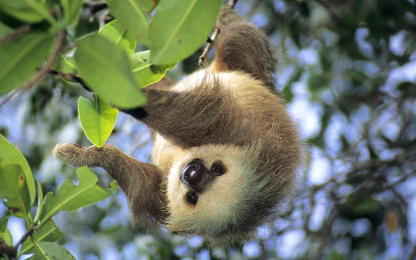  Hoffmann's Two-Toed Sloth, Panama