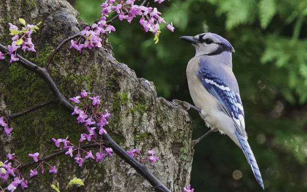 A blue jay perched beside vibrant pink flowers against a textured tree trunk, creating a striking nature scene in this HD desktop wallpaper.