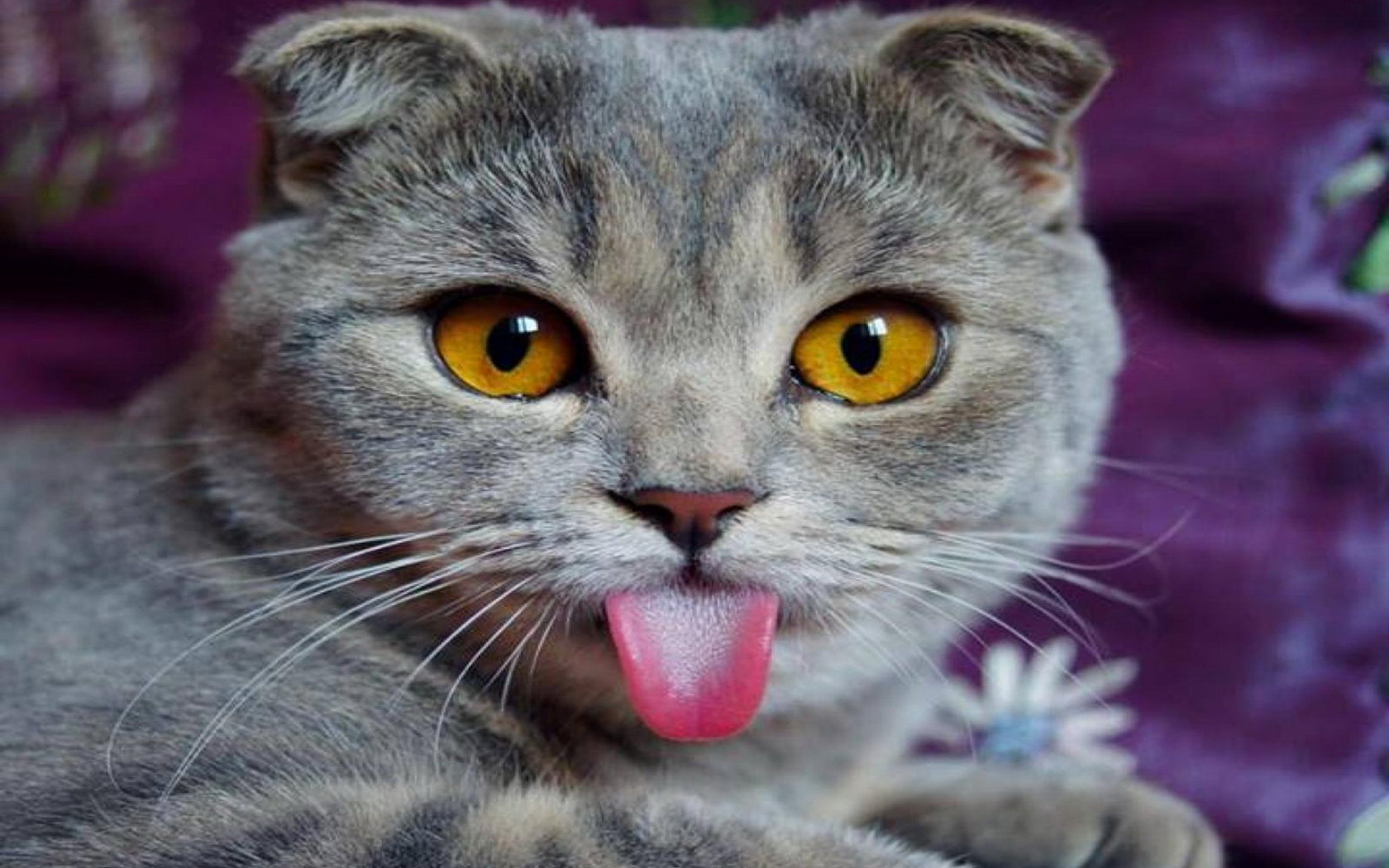 Playful Cat HD Wallpaper For Animal Lovers