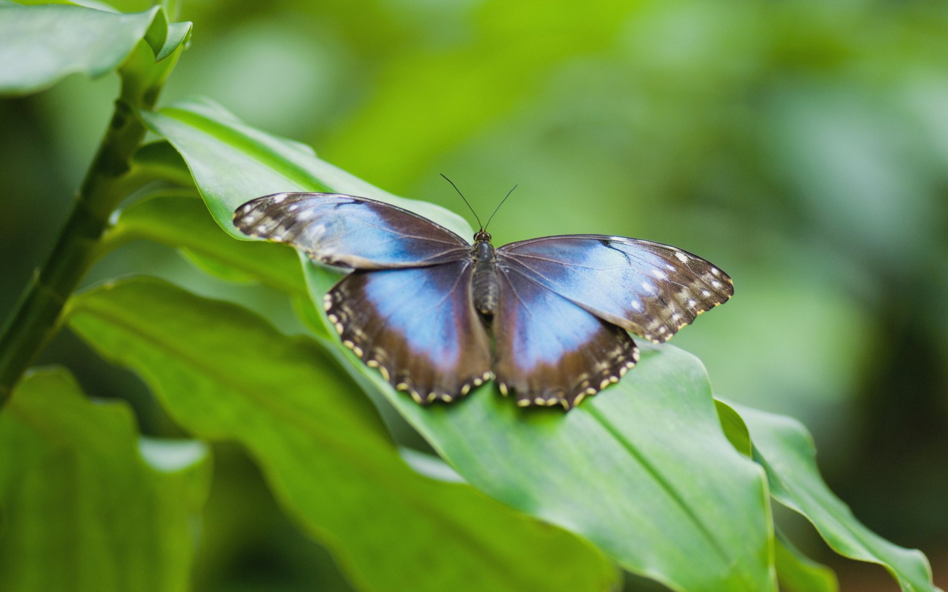 Download Animal Butterfly HD Wallpaper