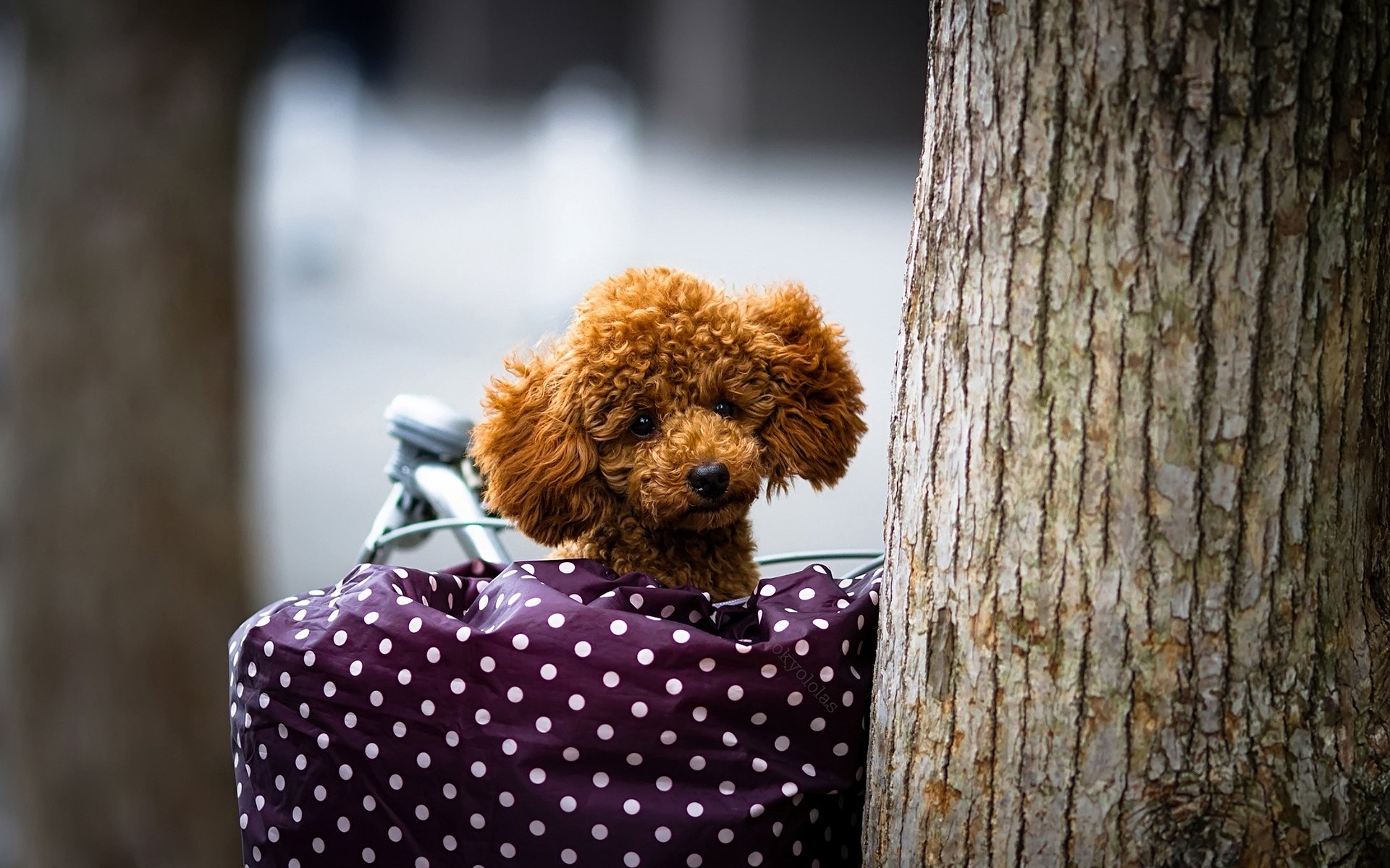 A charming brown dog peeks out from a polka-dotted bag, resting against a tree trunk, creating a playful scene for an HD PC desktop wallpaper or background.