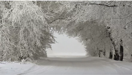 HD winter desktop wallpaper featuring a snowy forest road surrounded by frost-covered trees.
