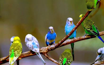 A vibrant collection of budgerigars perched on a branch, showcasing a mix of colors. This HD image makes a lively desktop wallpaper or background.