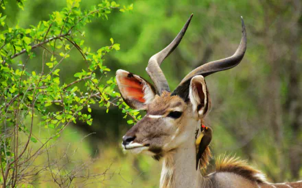 Kudu Animal HD Desktop Wallpaper | Background Image