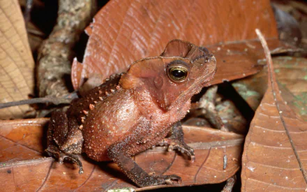 Animal toad HD Desktop Wallpaper | Background Image