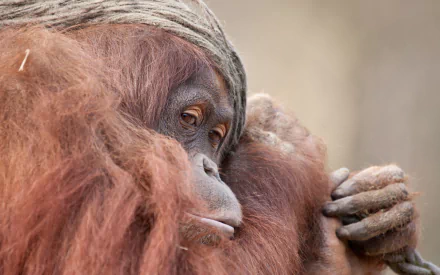 HD PC desktop wallpaper featuring a close-up of an orangutan with detailed fur and expressive eyes, capturing the animal's natural beauty.