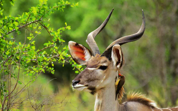 Kudu Animal HD Desktop Wallpaper | Background Image