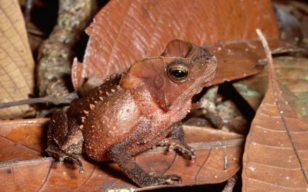 Animal toad HD Desktop Wallpaper | Background Image