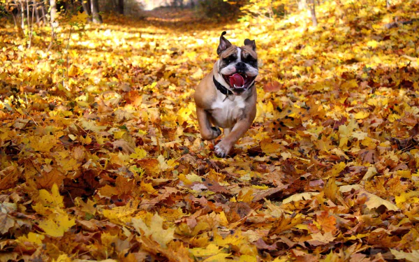 Animal bulldog HD Desktop Wallpaper | Background Image