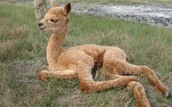 Animal alpaca HD Desktop Wallpaper | Background Image