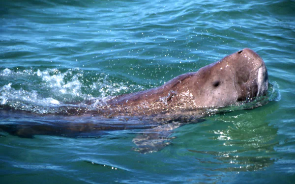 Animal dugong HD Desktop Wallpaper | Background Image
