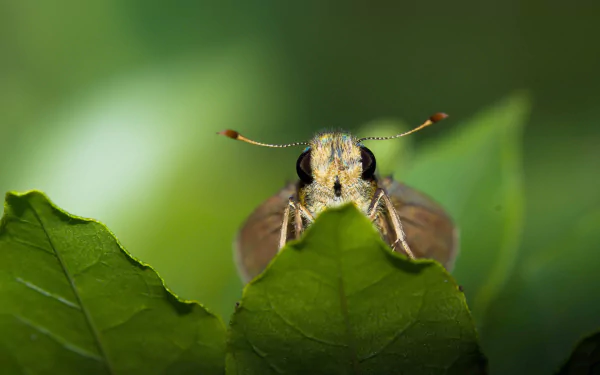 Animal moth HD Desktop Wallpaper | Background Image