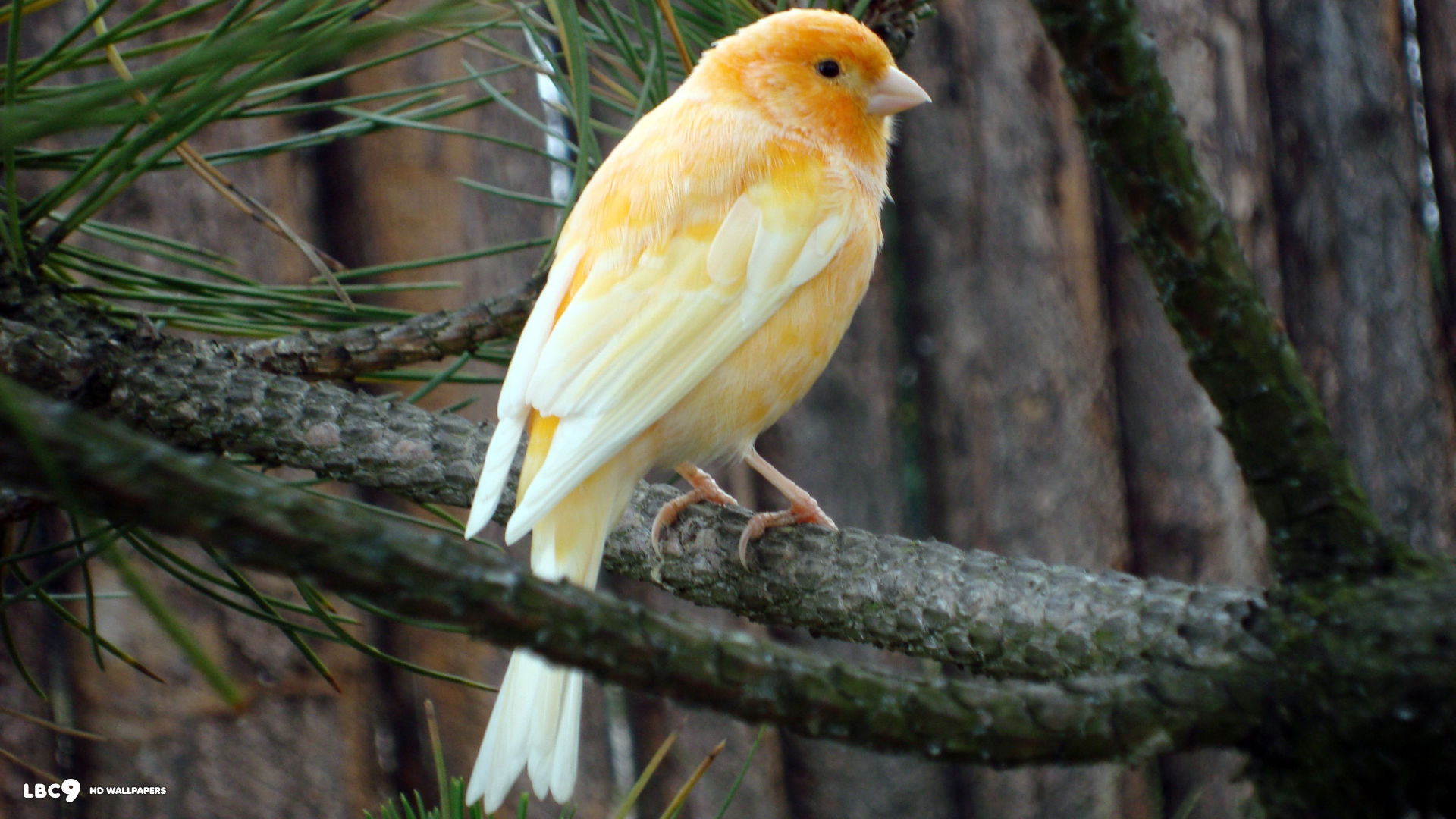 Free Canary Bird Photos and Vectors