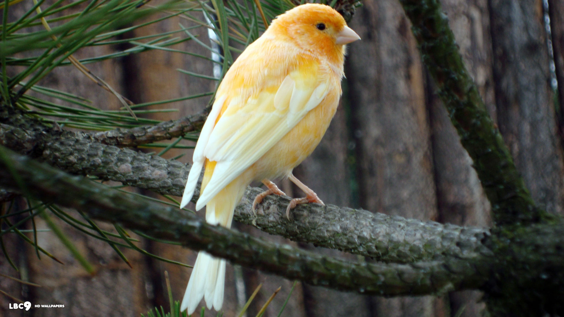 CANARY, BIRD, BLOSSOMS, RED, HD wallpaper | Peakpx