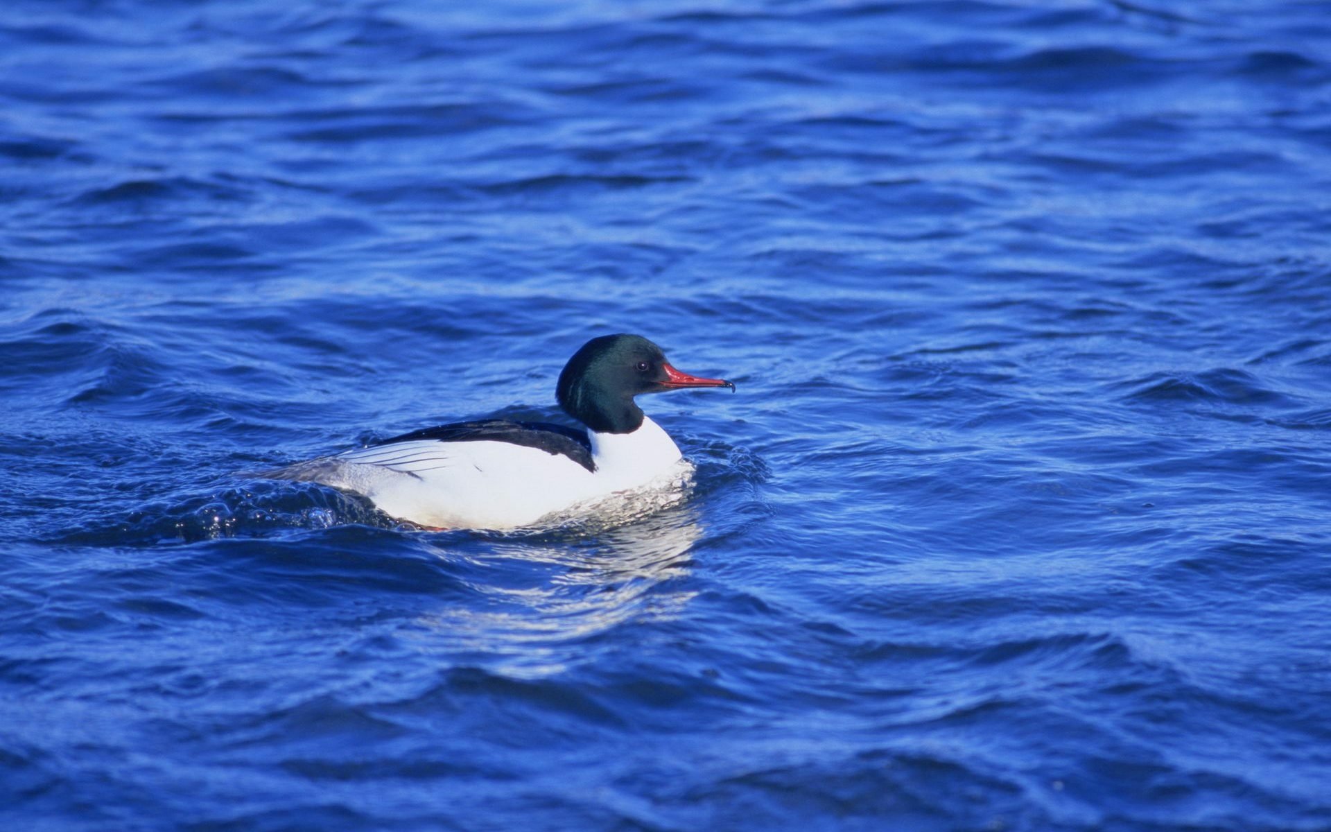 Download Animal Duck HD Wallpaper