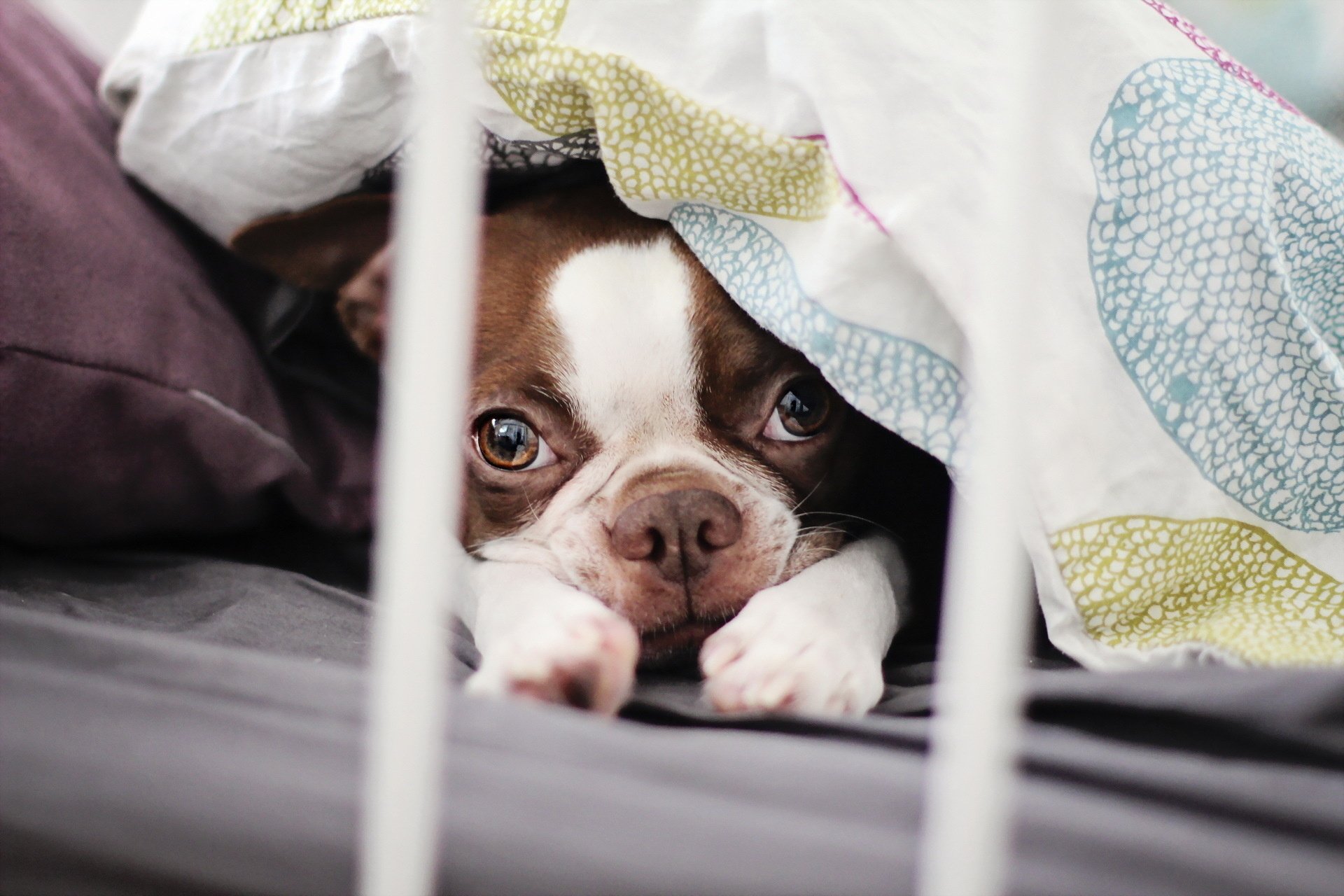 HD PC desktop wallpaper featuring a close-up of a French bulldog peeking out from under a colorful blanket on a bed.