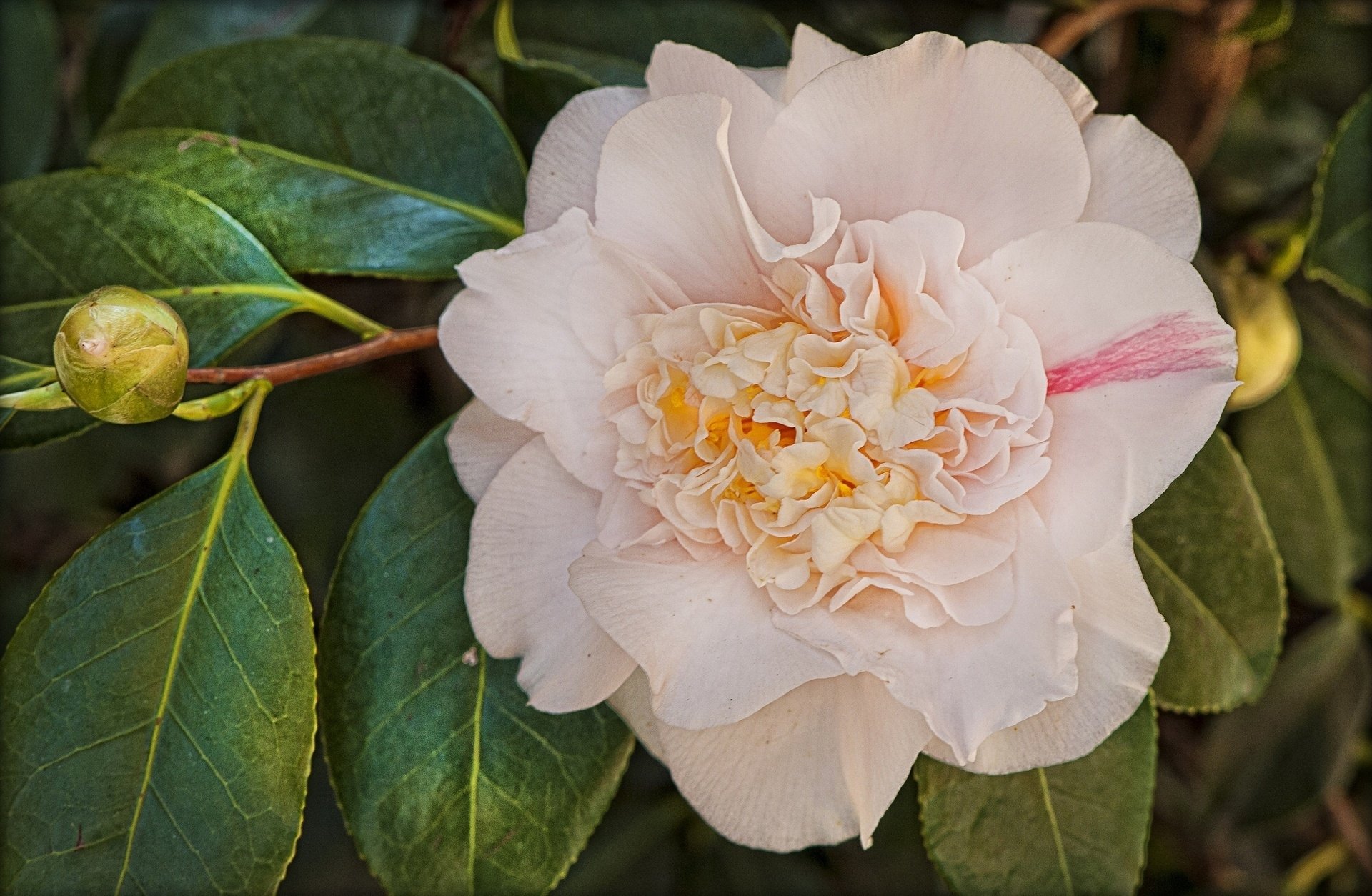 Download Nature Camellia HD Wallpaper