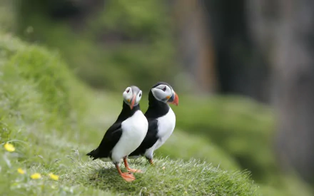 HD desktop wallpaper featuring two puffins standing on a grassy cliff with a soft, blurred natural background.