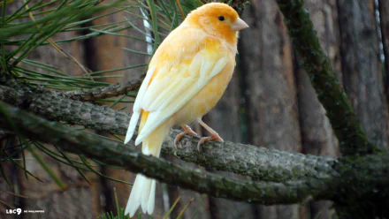 HD PC desktop wallpaper featuring a bright yellow canary perched on a tree branch in a natural forest setting.