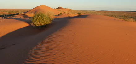 HD PC desktop wallpaper of the Simpson Desert nature scene: sunlit orange sand dunes with wind-rippled patterns and a lone shrub under a pale sky.