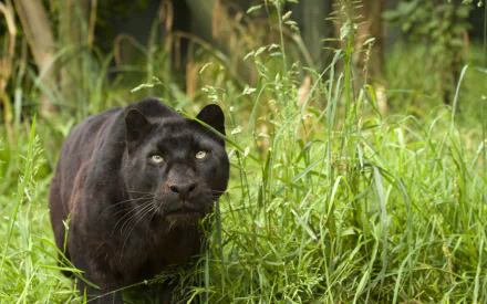 A striking black panther prowling through lush green grass, captured in stunning detail for an HD desktop wallpaper and background.