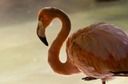 HD PC desktop wallpaper featuring a close-up of a graceful flamingo with soft lighting and a blurred background.