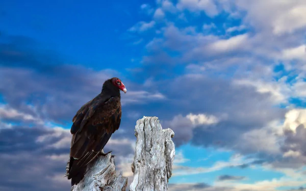 HD PC desktop wallpaper/background: turkey vulture perched on a weathered white tree stump under a dramatic blue sky with clouds.