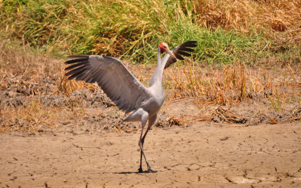 A majestic brolga with wings spread stands on dry cracked earth against a backdrop of tall grass, captured in stunning 4K Ultra HD for desktop wallpaper use.
