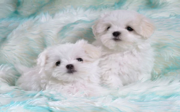 dog Animal maltese HD Desktop Wallpaper | Background Image