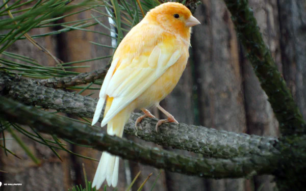 HD PC desktop wallpaper featuring a bright yellow canary perched on a tree branch in a natural forest setting.
