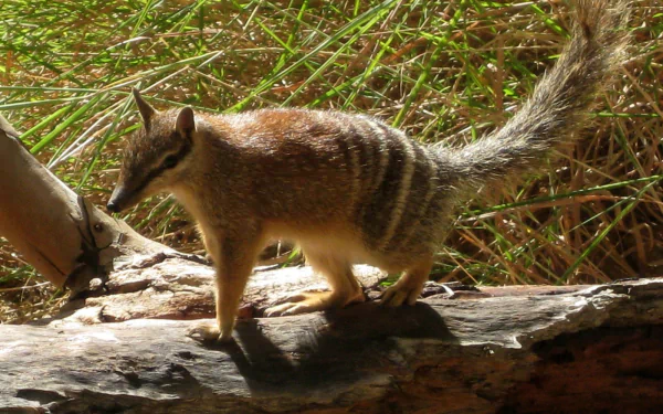 Animal numbat HD Desktop Wallpaper | Background Image