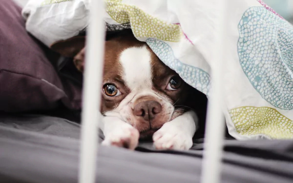 HD PC desktop wallpaper featuring a close-up of a French bulldog peeking out from under a colorful blanket on a bed.