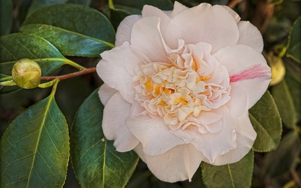 Earth Camellia Flowers HD Wallpaper | Background Image
