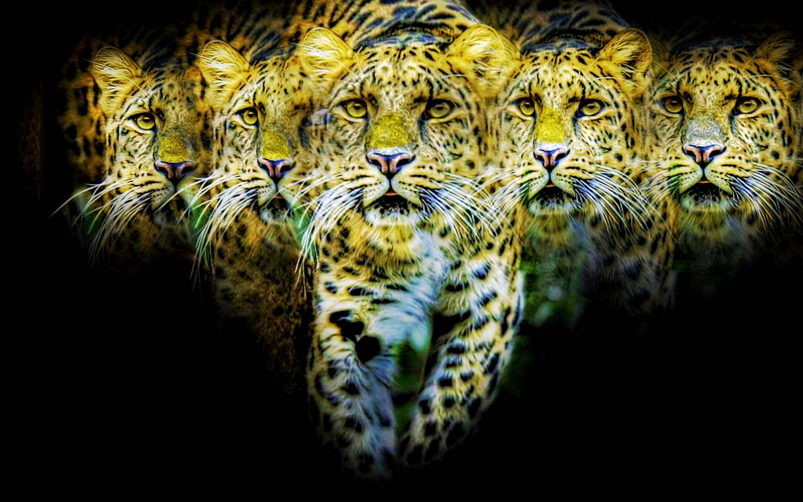 Jaguar HD Wallpaper | Background Image | 2560x1600 | ID:440327