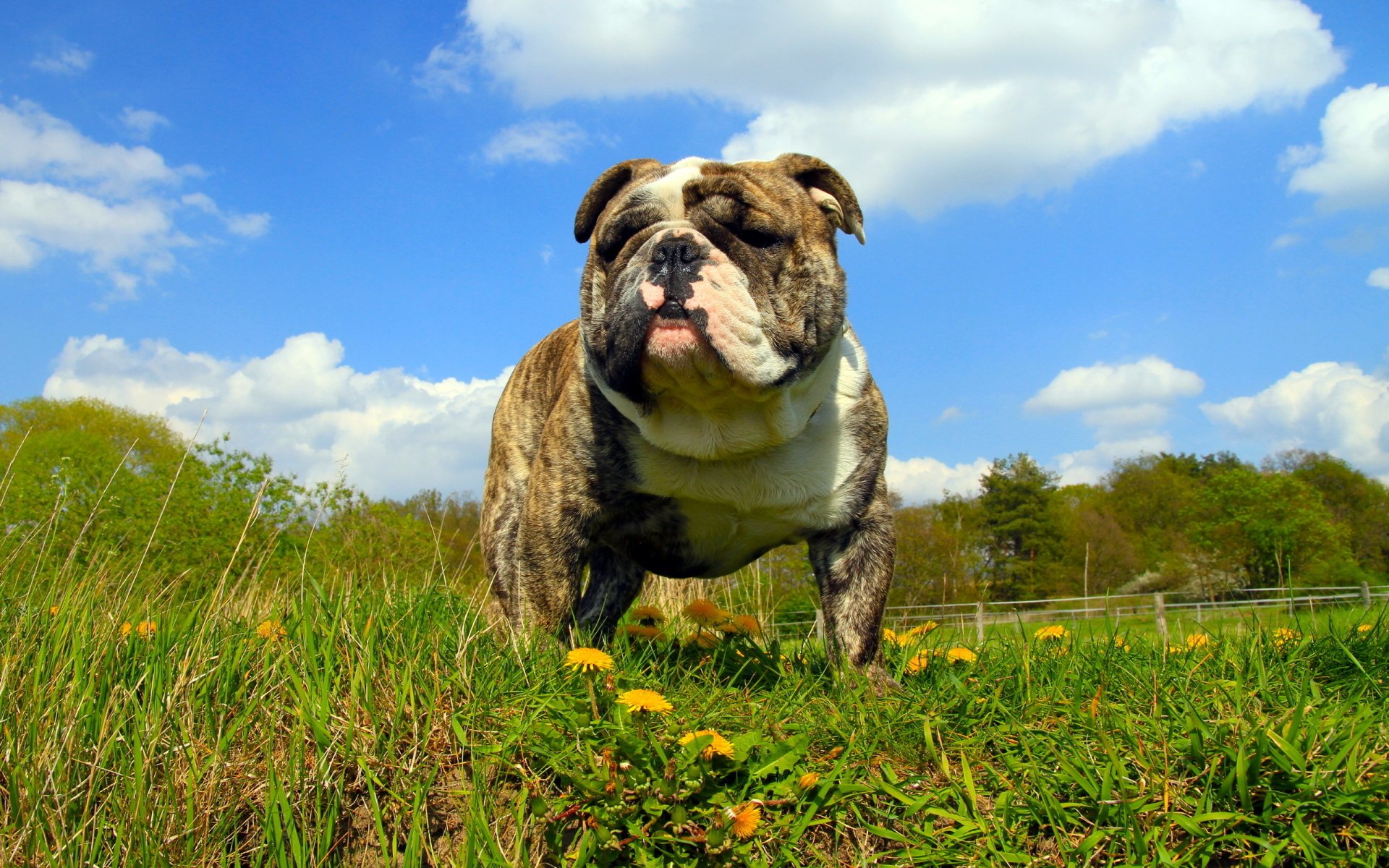 Download Animal Bulldog HD Wallpaper