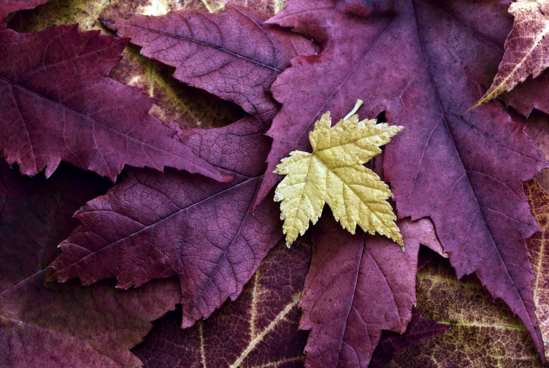 HD desktop wallpaper featuring a close-up of contrasting leaves, with a crisp golden leaf overlaid on rich purple leaves, highlighting nature's beauty.
