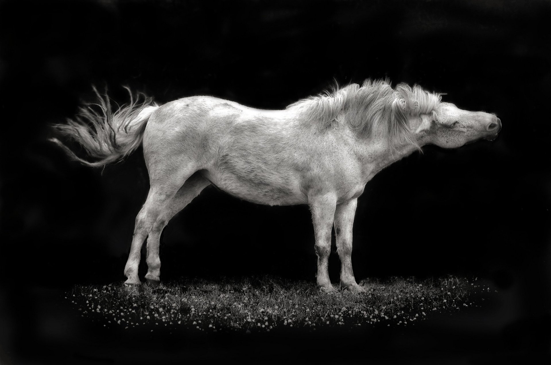 Black and white HD desktop wallpaper featuring a horse shaking its head against a dark background.