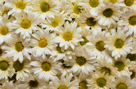 nature daisy HD Desktop Wallpaper | Background Image