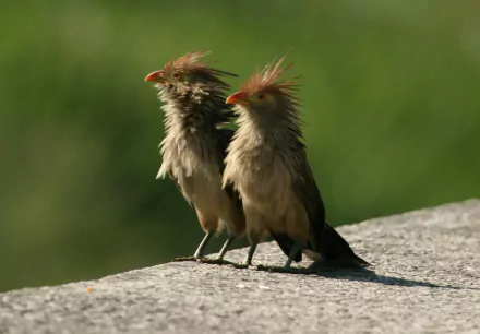 HD desktop wallpaper featuring two quirky cuckoo birds with ruffled feathers standing side by side against a blurred green background.