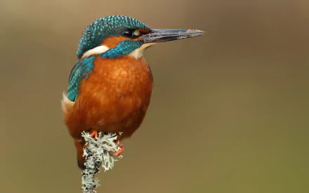HD PC desktop wallpaper: vibrant kingfisher perched on a lichen-covered twig against a soft, blurred background.