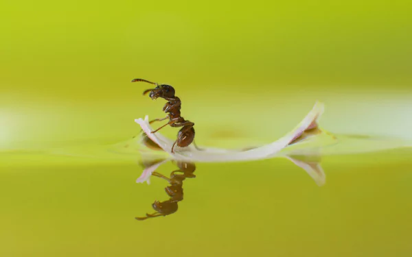 Close-up of an ant standing on a leaf floating in still water, surrounded by a soft green background, creating a serene and captivating HD desktop wallpaper and background.