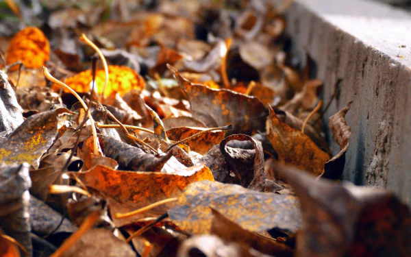 nature leaf HD Desktop Wallpaper | Background Image