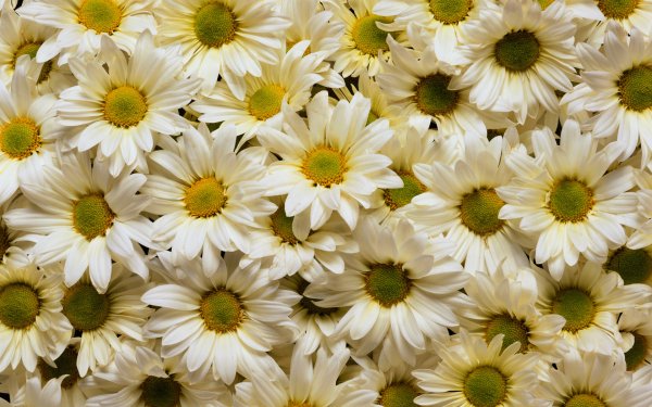 Nature Daisy Flowers HD Wallpaper | Background Image